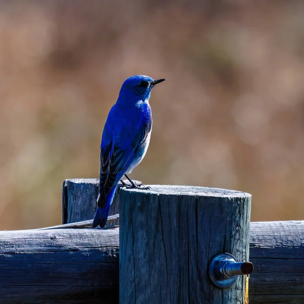 Mountain Bluebird Sialia Currucoides Empoleirado Uma Cerca Madeira Com Fundo — Fotografia de Stock