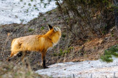 Kızıl Tilki (Vulpes vulpes) geriye bakıyor ve baharda Yellowstone Ulusal Parkı 'nda bir kar parçasının yanında duruyor..