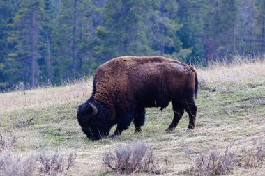 Bizon olarak da bilinen Amerikan bizonu, baharda Yellowstone Ulusal Parkı 'nda çim tarlasında otluyor..