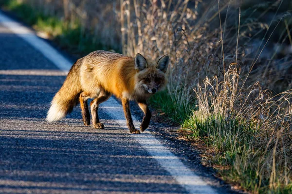 Zorro Rojo Vulpes Vulpes Caminando Por Borde Carretera Parque Nacional — Foto de Stock