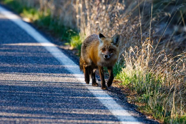Zorro Rojo Vulpes Vulpes Caminando Por Borde Carretera Parque Nacional — Foto de Stock
