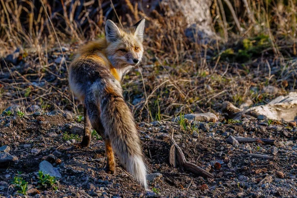 Червона Лисиця Вульпи Стоїть Дивиться Єллоустонському Національному Парку Навесні — стокове фото