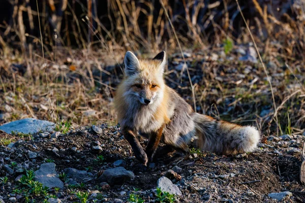 春にイエローストーン国立公園を歩く赤い狐 ヴァルペス — ストック写真