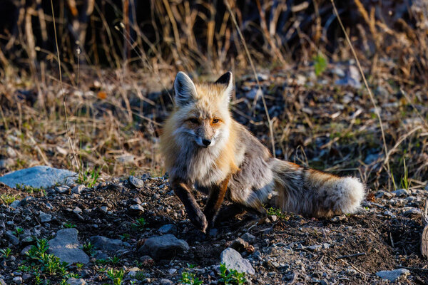 Red fox (Vulpes vulpes) walking in Yellowstone National Park during spring.
