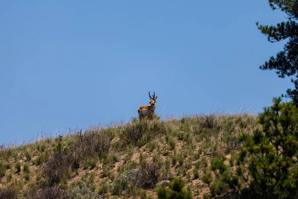 Pronghorn Antilocapra Americana Standing Horizon Eastern Montana Spring — Stock Photo, Image