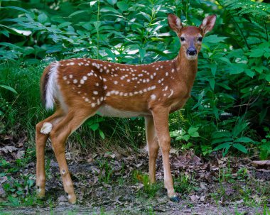 Beyaz kuyruklu geyik (Odocoileus virginianus), ormanın açık bir yerinde başı yukarda ve bahar boyunca etrafı kolaçan ederek avlanır.. 