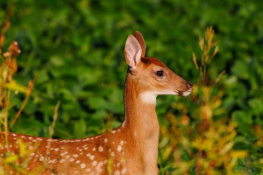 Close up of a white-tailed deer (Odocoileus virginianus) fawn with spots standing on the edge of a soybean field during summer. Selective focus, background blur, foreground blur clipart