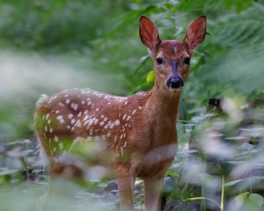 Beyaz kuyruklu geyik (Odocoileus virginianus), ormanın açık bir yerinde başı yukarda ve bahar boyunca etrafı kolaçan ederek avlanır.. 