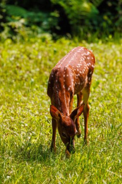 Beyaz kuyruklu geyik (Odocoileus virginianus), bahar boyunca ormandaki bir çayırda beslenen benekli geyik.. 
