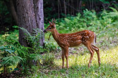 Beyaz kuyruklu geyik (Odocoileus virginianus), bahar aylarında ormanda eğreltiotu yapraklarıyla beslenen geyik yavrusu.. 