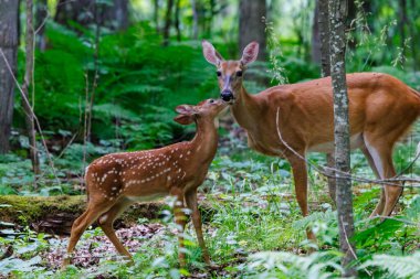 Beyaz kuyruklu geyik (Odocoileus virginianus), bahar aylarında ormanda annesinin boynunu yalarken benekleri olan bir geyik.. 