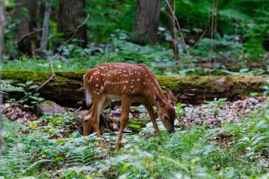 Beyaz kuyruklu geyik (Odocoileus virginianus), bahar boyunca ormandaki bir çayırda beslenen benekli geyik.. 