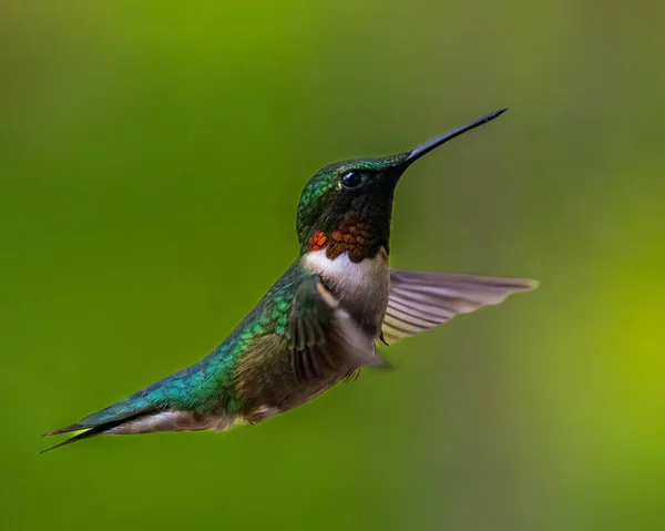 Close Ruby Throated Hummingbird Archilochus Colubris Hovering Air Blurred Wings — Stock Photo, Image