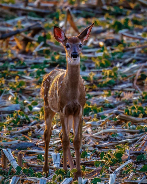 White Tailed Deer Odocoileus Virginianus Fawn Spots Standing Combined Corn — Stock Photo, Image