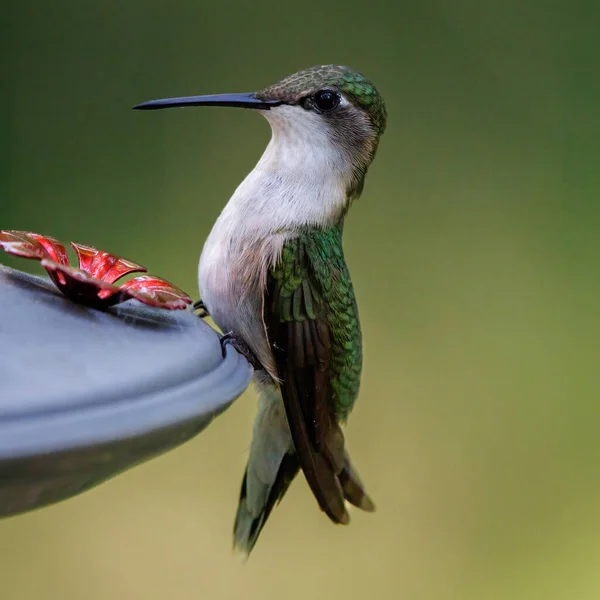 Close up of a female Ruby-throated hummingbird (Archilochus colubris) perched on a feeder.
