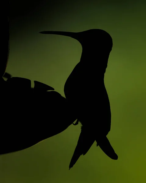Sylwetka Kolibra Rubinogłowego Archilochus Colubris Siedzącego Podajniku — Zdjęcie stockowe