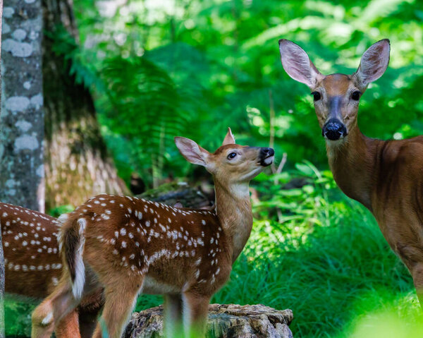 White-tailed deer (Odocoileus virginianus) fawn with spots looking up at its mother in a forest clearing. Selective focus, background blur, foreground blur
