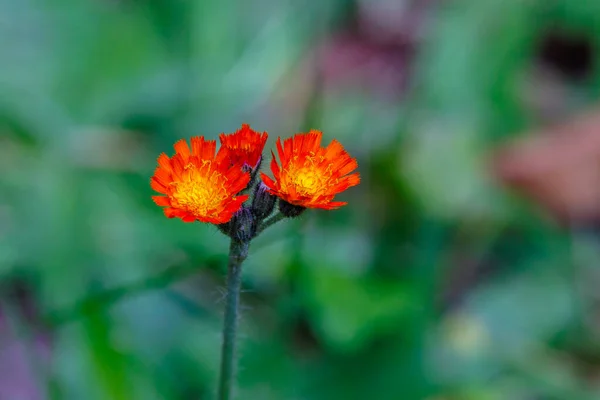 Bulanık yeşil bir arka planda izole edilmiş Fox ve Yavrularına (Pilosella aurantiaca) yakın çekim. 