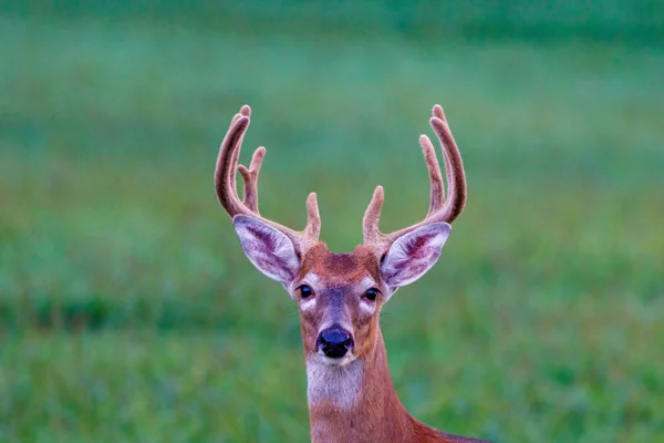 Close Portrait White Tailed Buck Deer Odocoileus Virginianus Velvet Antlers — Stock Photo, Image