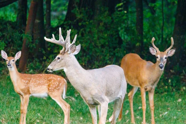 两只白尾鹿 Odocoileus Virginianus 用天鹅绒鹿角和一只有斑点的小鹿站在森林里 — 图库照片