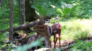 İki beyaz kuyruklu geyik (Odocoileus virginianus) yaz boyunca ormanda benekleri olan geyiklerdir..  