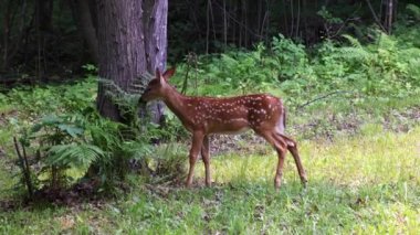 Beyaz kuyruklu geyik (Odocoileus virginianus) orman kenarında benekleri olan ve eğreltiotu yiyen geyik..   