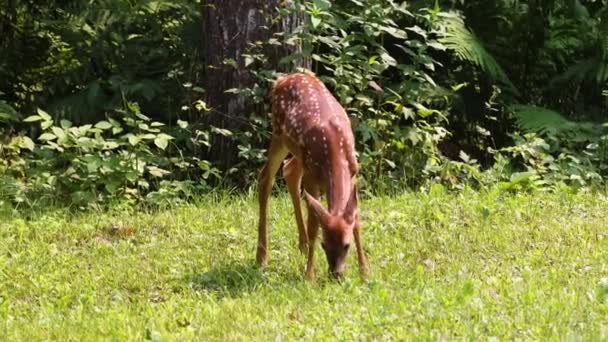 White Tailed Deer Odocoileus Virginianus Fawn Spots Forest Edge Meadow — Stock Video