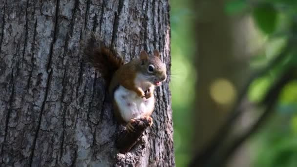 Nahaufnahme Eines Amerikanischen Roten Eichhörnchens Tamiasciurus Hudsonicus Das Auf Einem — Stockvideo