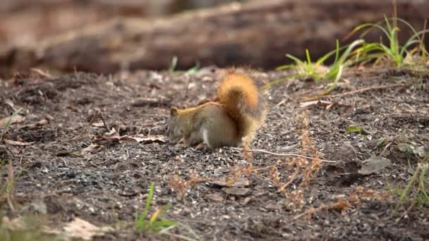Amerikanisches Rotes Eichhörnchen Tamiasciurus Hudsonicus Frisst Sonnenblumenkerne Aus Der Erde — Stockvideo