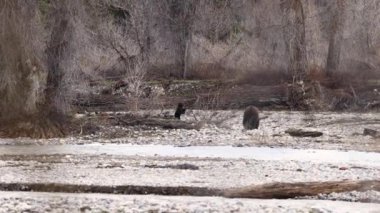 Ünlü boz ayı 399 ve yavrusu Mayıs 2023 'te Grand Teton Ulusal Parkı' nda Pilgrim Creek 'in yanında oynuyorlar.