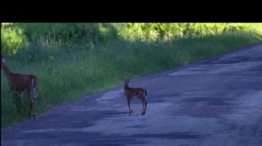 Beyaz kuyruklu geyik (Odocoileus virginianus) eski bir asfalt yolda duran benekli geyik yavrusu ve annesiyle birlikte hendeğe doğru koşar.. 