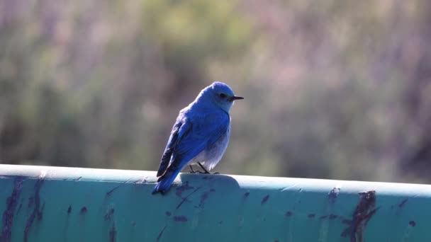 Pájaro Azul Montaña Sialia Currucoides Encaramado Una Puerta Carretera Forestal — Vídeos de Stock