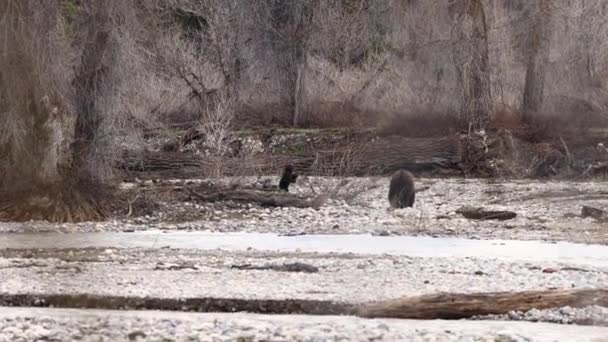 Híres Grizzly Medve 399 Kölyke Játszik Pilgrim Creek Mellett Grand — Stock videók