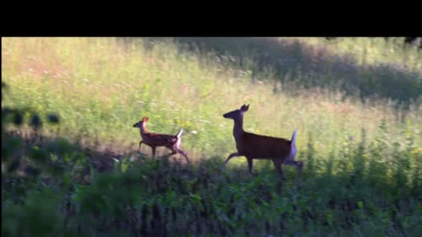 在威斯康星州的夏天 白尾鹿 Odocoileus Virginianus 带着斑点跟随母亲爬上一座小山 — 图库视频影像