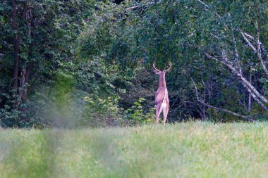 Beyaz kuyruklu geyik (Odocoileus virginianus) yaz sonu bir samanlıkta uzak bir mesafede koşar..