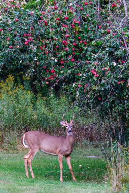 Beyaz kuyruklu geyik (Odocoileus virginianus) yazın sonlarında bir elma ağacının altında duran kadife boynuzlarıyla