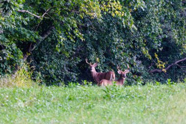 Bir çift Beyazkuyruk Doları (Odocoileus virginianus) yaz sonu bir samanlıkta.