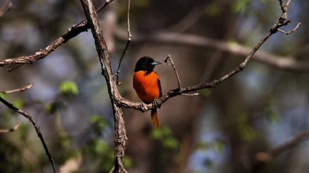 Baltimore Oriole Icterus Galbula Perched Tree Branch Singing Song Early — Stock Video