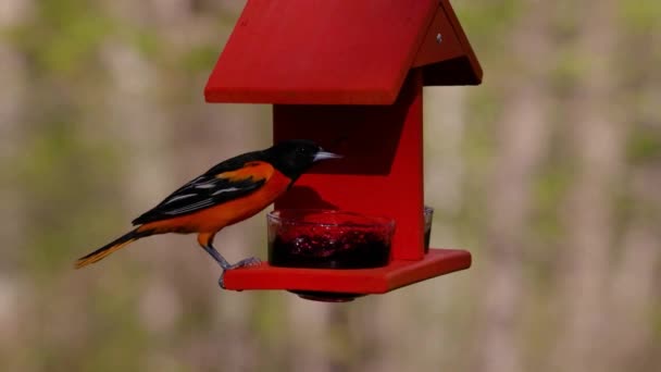 Two Baltimore Orioles Icterus Galbula Eating Grape Jelly Feeder Early — Stock Video
