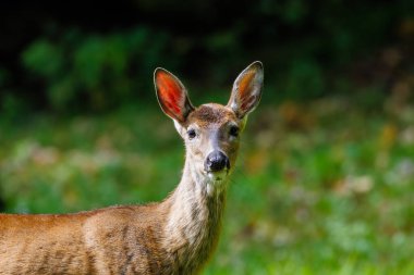 Beyaz kuyruklu bir geyiğe (Odocoileus virginianus) yaklaşarak kışlık kürküne dönüşür. Seçici odak, arkaplan bulanıklığı, ön plan bulanıklığı.