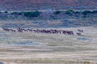 Dağ geyiği (Cervus canadensis) ineklerin hareminin ortasında bir çayırda