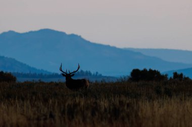 Bir boğa geyiğinin silueti (Cervus canadensis) çimenli bir çayırda dikilip sonbaharın başlarında kameraya bakıyor..