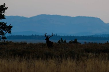 Bir boğa geyiğinin silueti (Cervus canadensis) çimenli bir çayırda durup sonbaharın başlarında bir vadiye bakıyor..