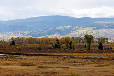 Wyoming 'de sonbaharda Bridger Teton Ulusal Ormanı' ndaki çayır.