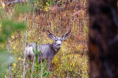 Katır geyiği geyiği geyiği (Odocoileus hemionus) batı Wyoming 'de düşerken kameraya bakarak kalın çalıların arasında duruyor.