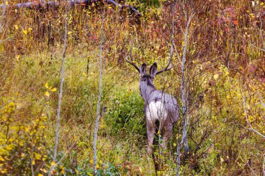 Katır geyiği geyiği (Odocoileus hemionus) kalın çalıların arasında dikilip sonbaharda başka tarafa bakıyor..