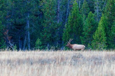 Geyik (Cervus canadensis), Wyoming 'deki Grand Teton Ulusal Parkı' nın yakınındaki çimenli bir çayırda sonbaharın başlarında duruyor..