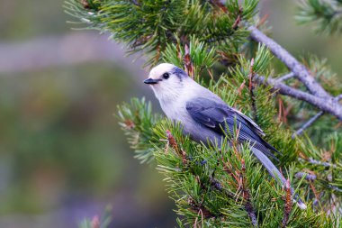 Kanada Jay (Perisoreus canadensis) Batı Wyoming 'de bir çam ağacına tünemiştir..