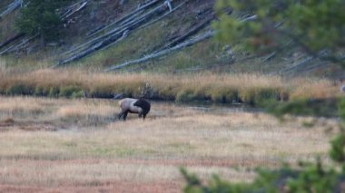 Boğa geyiği (Cervus canadensis) Wyoming 'deki Yellowstone Ulusal Parkı' nda sonbahar boyunca içme suyu ve borazan ötüyor.