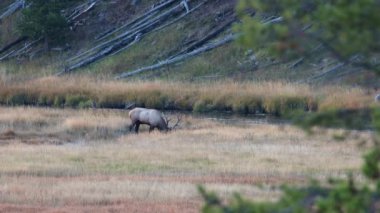 Boğa geyiği (Cervus canadensis) Wyoming 'deki Yellowstone Ulusal Parkı' nda sonbahar boyunca içme suyu ve borazan ötüyor.